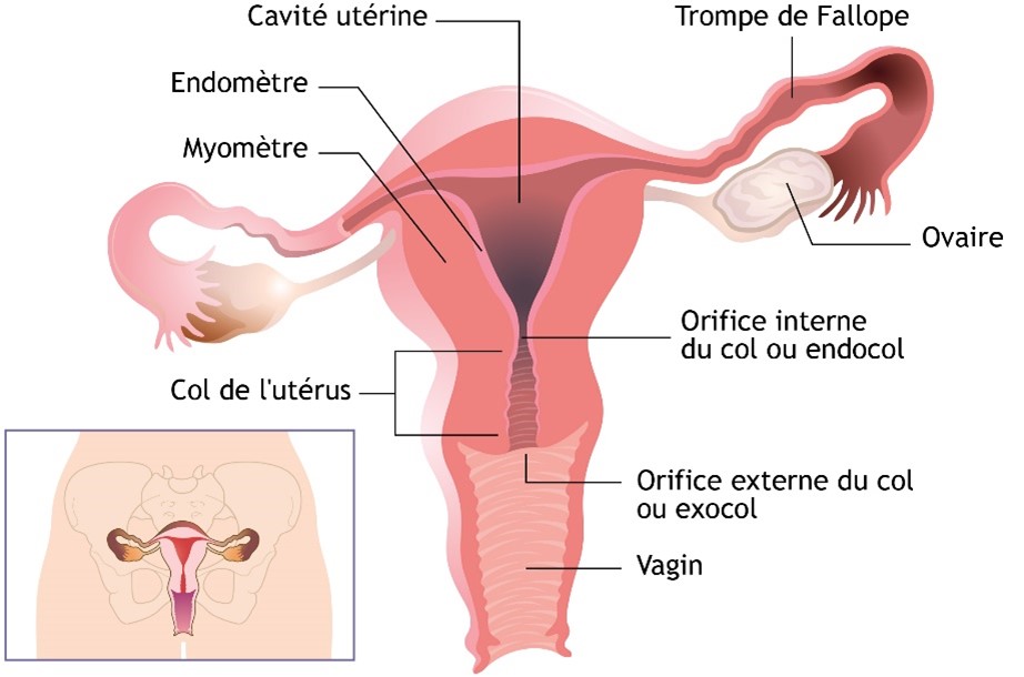 Cancer du col de l’utérus : bientôt la fin du frottis ?